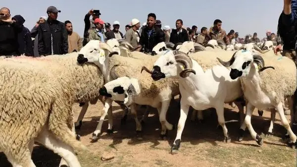 “أونسا”: ترقيم 1.38 مليون من الأغنام بجهة بني ملال-خنيفرة