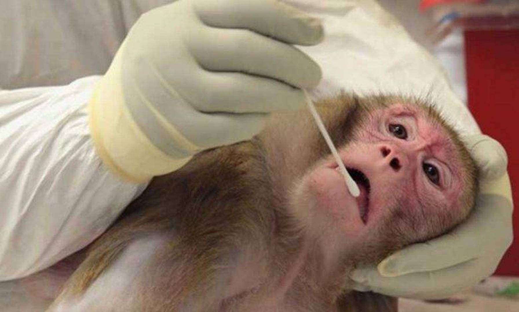 الصين تسجل أول وفاة بشرية بـ”القردي”