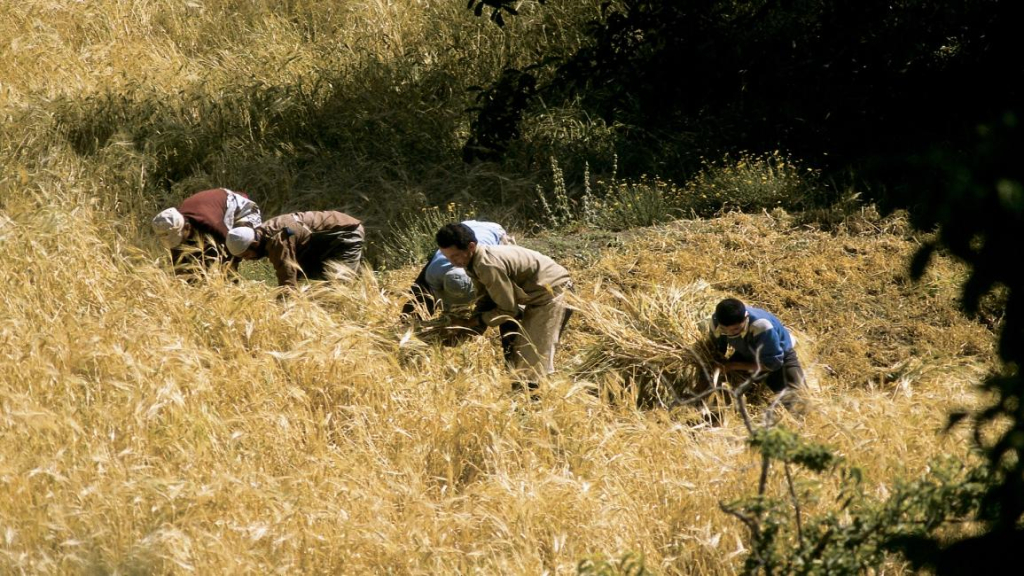 المغرب يحقق ثاني أفضل موسم في حصاد الحبوب