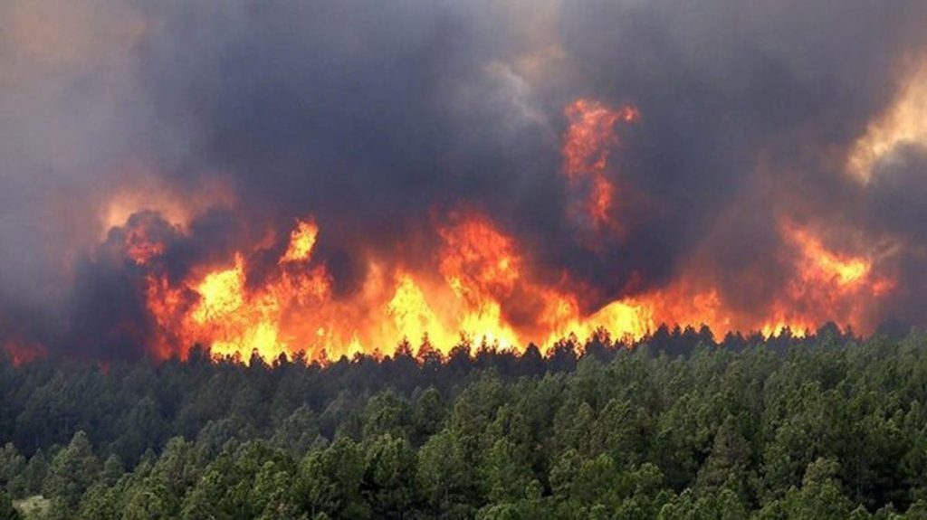 الوزير الأول الجزائري: أياد إجرامية تقف وراء حرائق الغابات