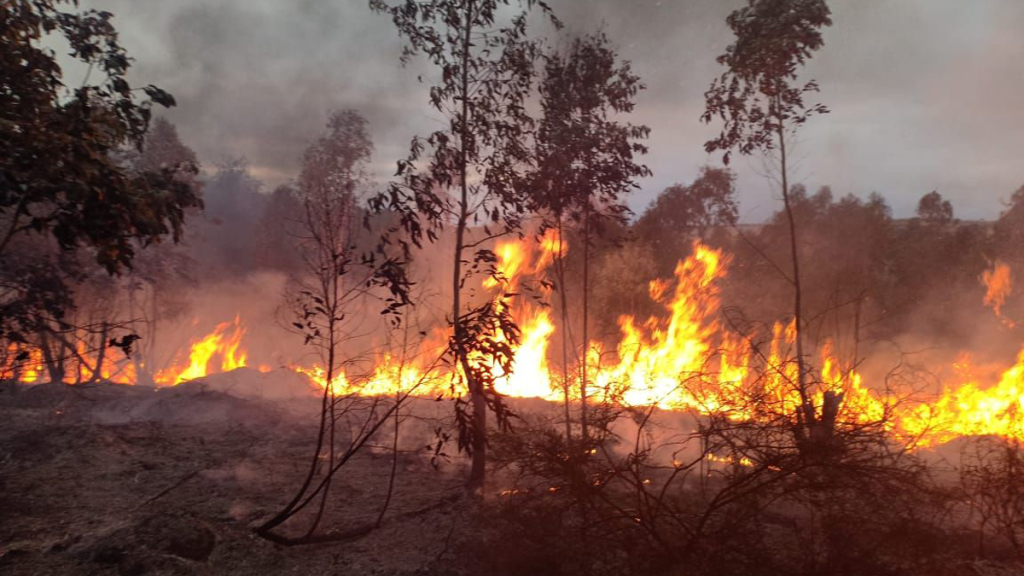 حريق “تاركا” يأكل أشجار اللوز والأركان والسلطات تجلي 70 شخصا