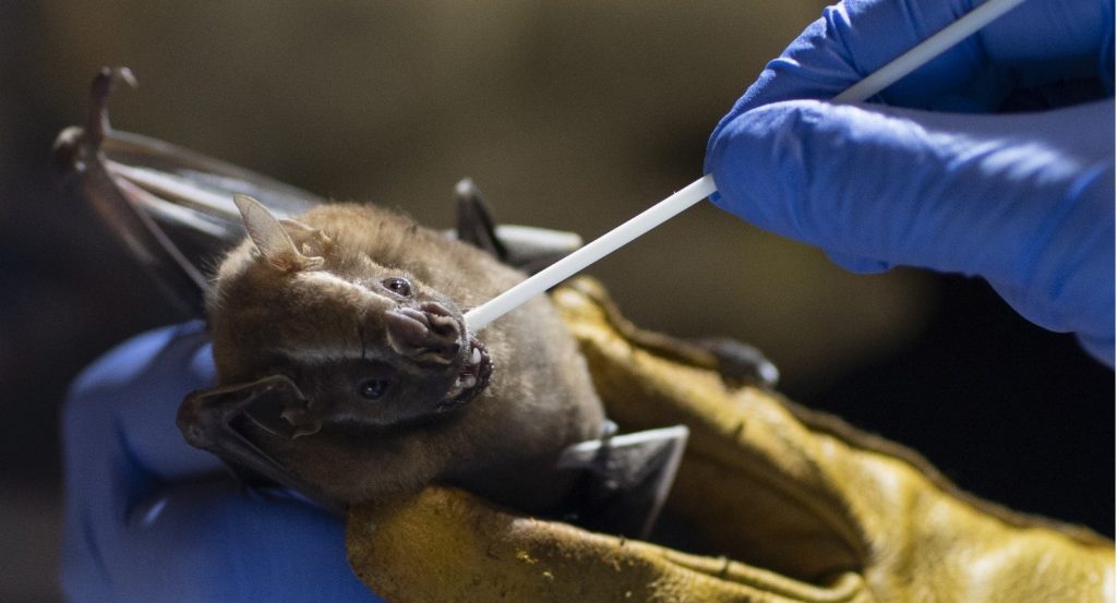 بعد اتهامات كورونا.. العلماء يبحثون نقل التكيّفات المناعية للخفافيش للإنسان