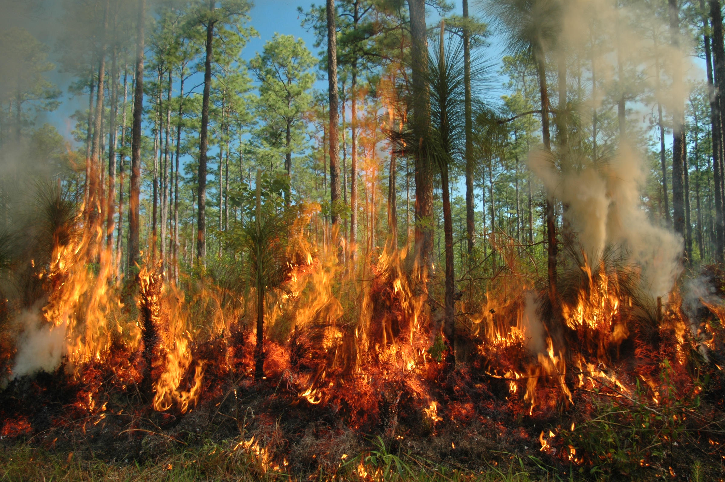 السلطات تتدارس سبل مكافحة حرائق الغابات بميدلت