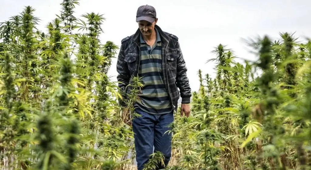 بينها 10 شركات.. وزير الداخلية يكشف منح 195 ترخيصا لزراعة  القنب الهندي بإقليم تاونات