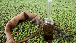 المغرب ينتج 120 ألف طن من زيتون المائدة