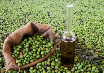 المغرب ينتج 120 ألف طن من زيتون المائدة