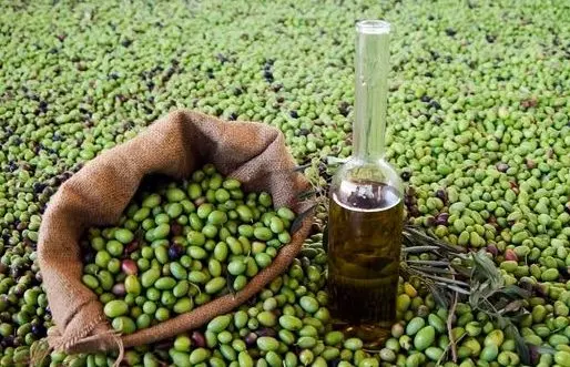 المغرب ينتج 120 ألف طن من زيتون المائدة
