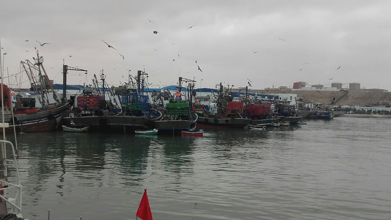 مفرغات أسماك قياسية بميناء طانطان