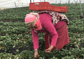 بعد وفاة بـ”ضربة شمس”.. الموت يترصد العاملات المغربيات بـ”حقول الهشاشة” بإسبانيا