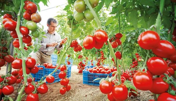 سابقة تاريخية.. المغرب يتفوق على إسبانيا في إنتاج وتصدير الطماطم