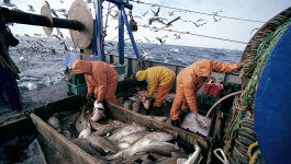 ارتفاع الكميات المفرغة من منتوجات الصيد البحري بميناء الصويرة