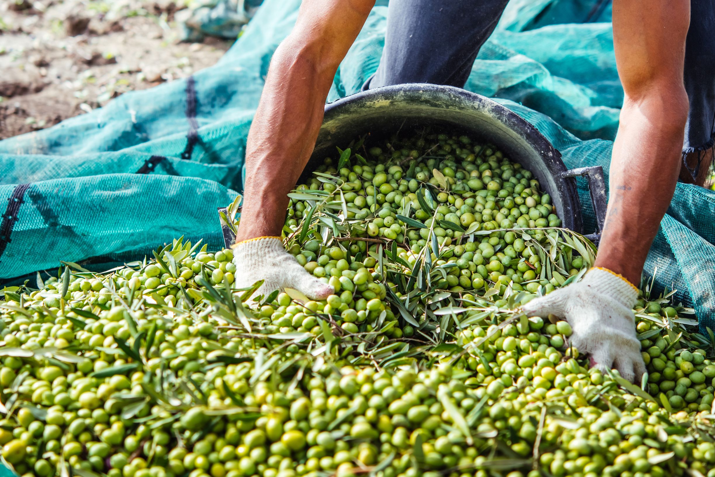 سجل انخفاضا بـ44 في المئة.. إنتاج الزيتون بالمغرب سيصل 1,07 مليون طن خريف 2023
