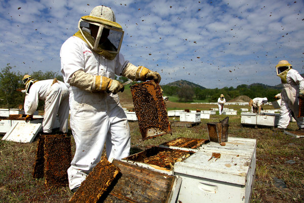 وزير الفلاحة: قطاع النحل يساهم في إحداث أكثر من مليوني يوم عمل