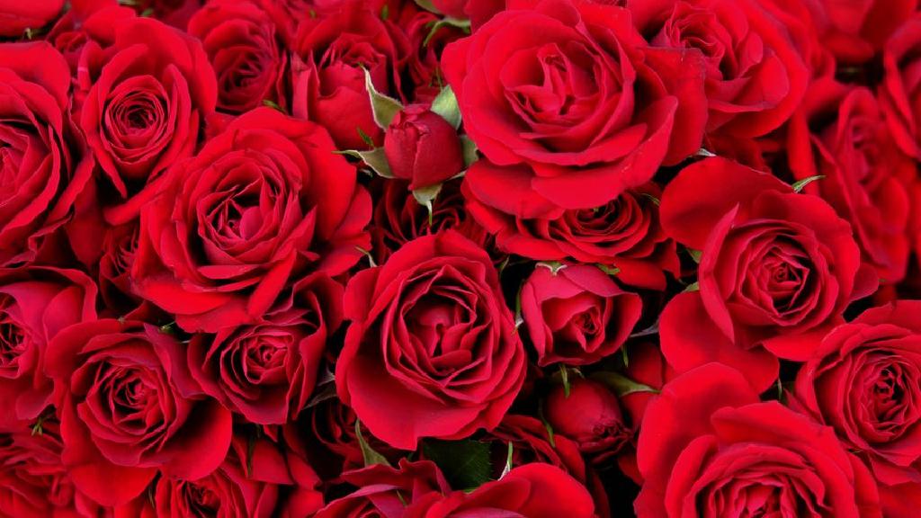 تركيا تصدر 65 مليون وردة بمناسبة “عيد الحب”