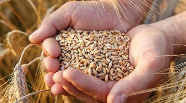 هل تؤثر الحرب على أوكرانيا على مخزون الحبوب بالمغرب؟