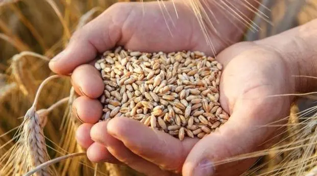 المغاربة يهدرون 12% من ميزانيتهم الغذائية واستهلاك الحبوب يتراجع