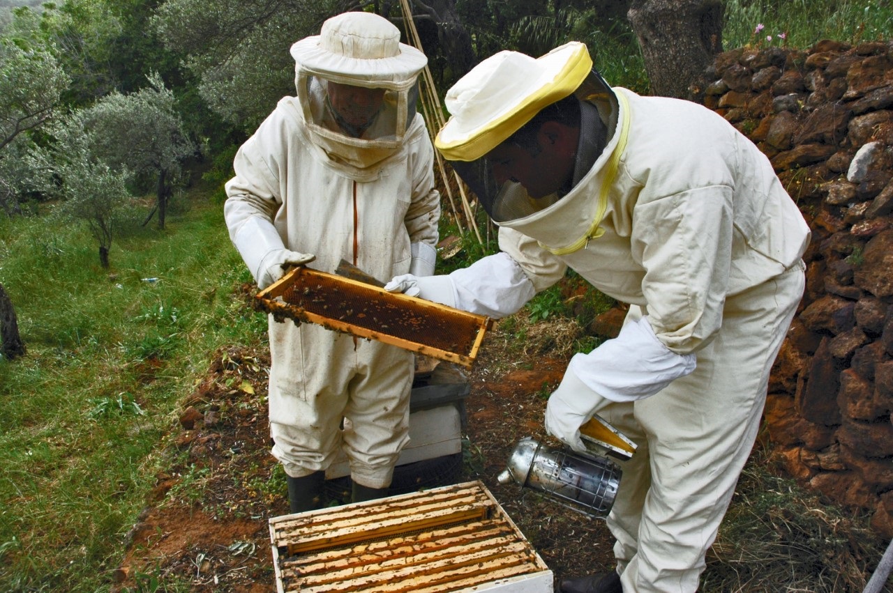وزير الفلاحة يكشف نتائج التحقيقات حول ظاهرة اختفاء النحل