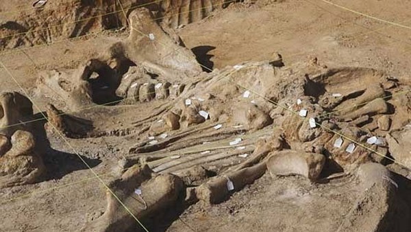 علماء مغاربة يكتشفون حفريات “أبقار البحر” بالداخلة
