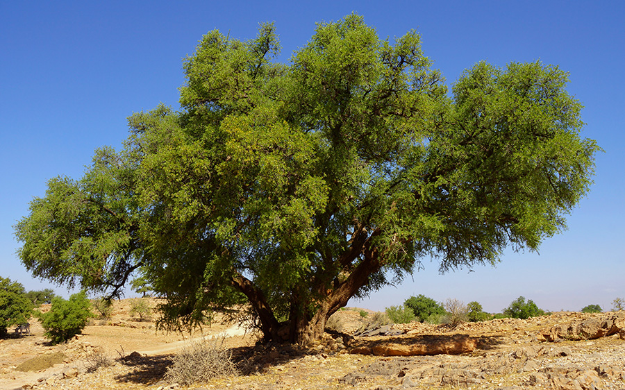 المغرب يستثمر 105 ملايير درهم لتنمية أشجار الأركان والواحات