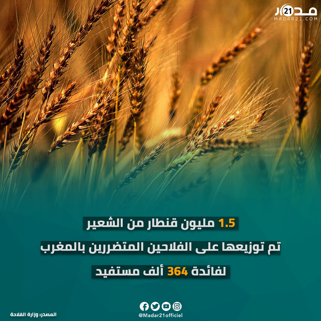 توزيع 1.5 مليون قنطار من الشعير على الفلاحين المتضررين