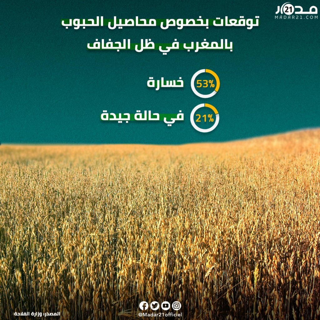 بسبب الجفاف المغرب يتوقع خسارة أكثر من نصف محاصيل الحبوب