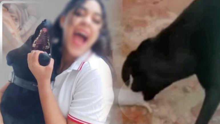 “السجن لقاتلة القطط” يجتاح “سوشل ميديا” ومطالب بتطبيق الفصل “602”