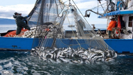 منتدى  يناقش الصناعة السمكية بالمغرب وتحديات التغيرات المناخية