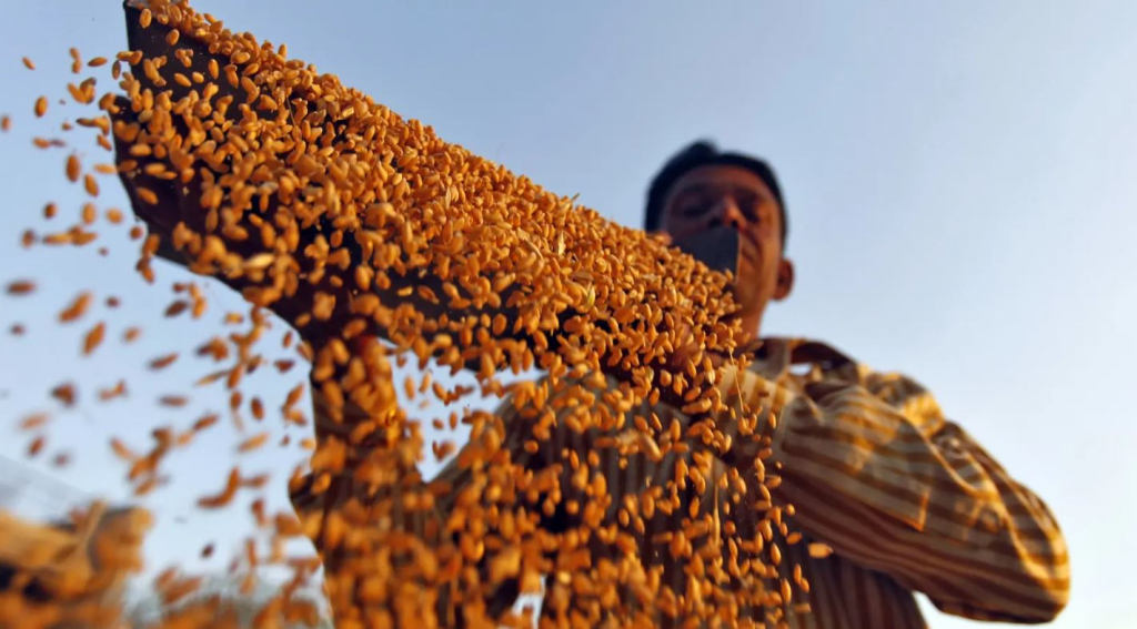 المغرب يسعى لرفع مخزونه من القمح لمواجهة أزمة الجفاف