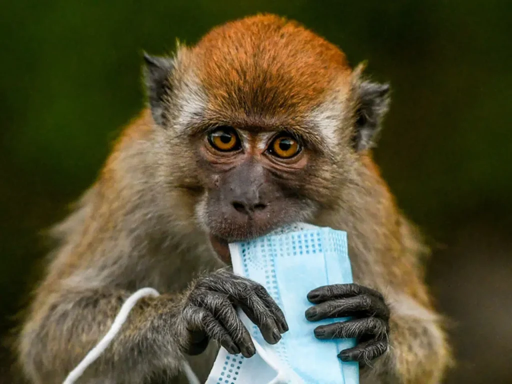 تسجيل أوّل حالة عدوى بجدري القردة من البشر إلى الحيوانات الأليفة