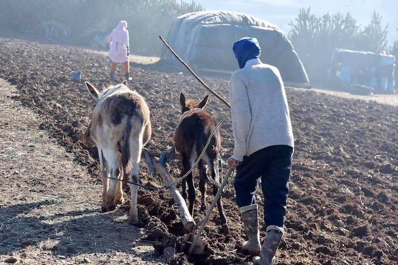 وزارة الفلاحة تصرف 100 مليار لتعويض المزارعين عن خسائر “موسم الجفاف”