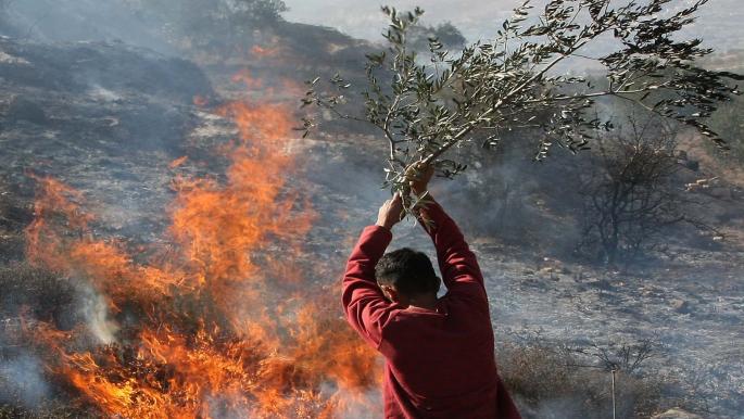 الجامعة العربية تندد بحرق الاحتلال للمحاصيل والأشجار الفلسطينية