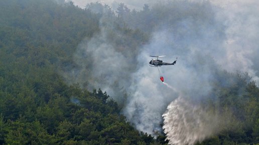 حريق يلتهم أجزاء من أكبر غابة صنوبر بلبنان