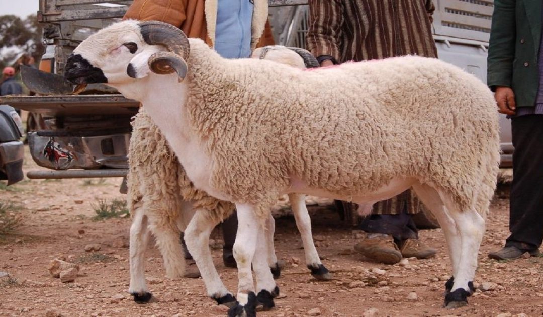 قبيل عيد الأضحى.. إطلاق منصة مغربية لبيع الأغنام والماعز