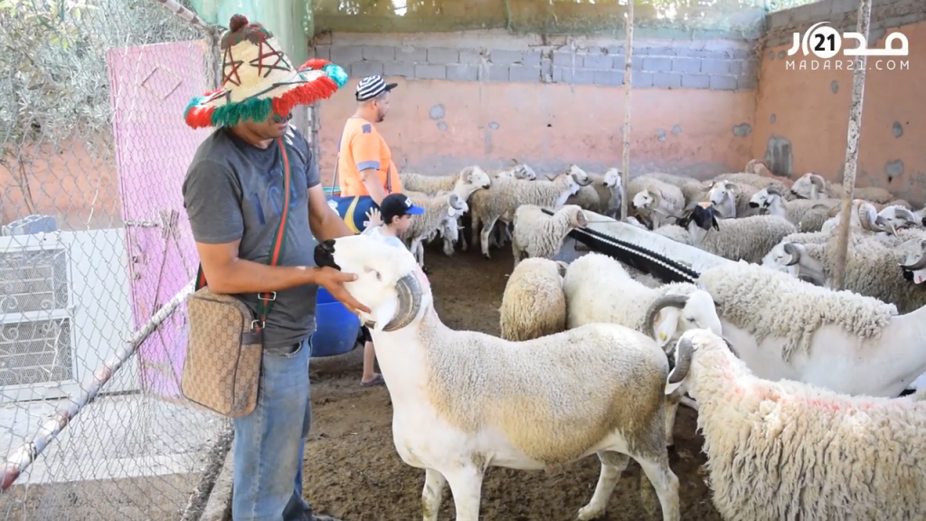 “أونسا” تقدم توجيهات للمواطنين لنحر وسلخ الأضاحي وتخزين اللحم