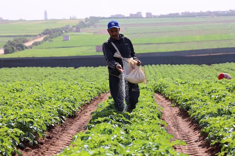 المغرب يبرمج 30 ألف هكتار من الخضراوات الصيفية لتغطية الاستهلاك الداخلي