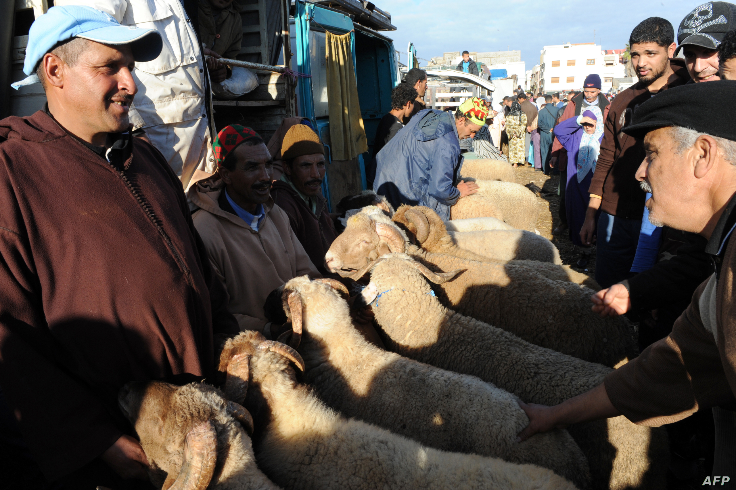 الفتور بأسواق أضاحي العيد بجهة الدار البيضاء يدفع “الكسابة” لخفض الأثمنة