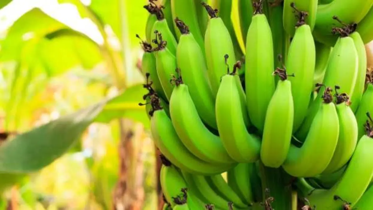 دراسة: تناول قرن واحد من الموز يوميا يحمي من السرطان