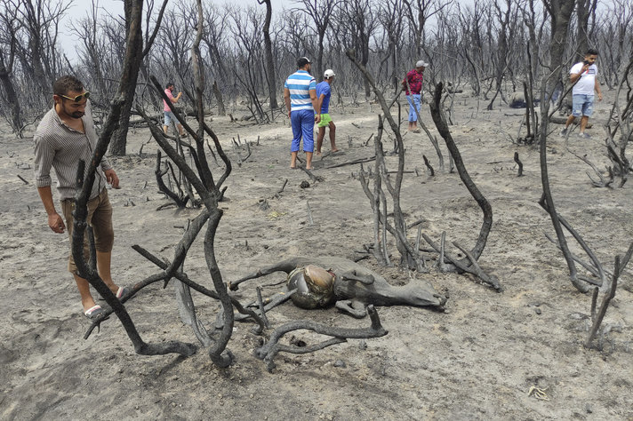 “فقدت كل شيء”…شهادات متضررين من حرائق الغابات المميتة في الجزائر