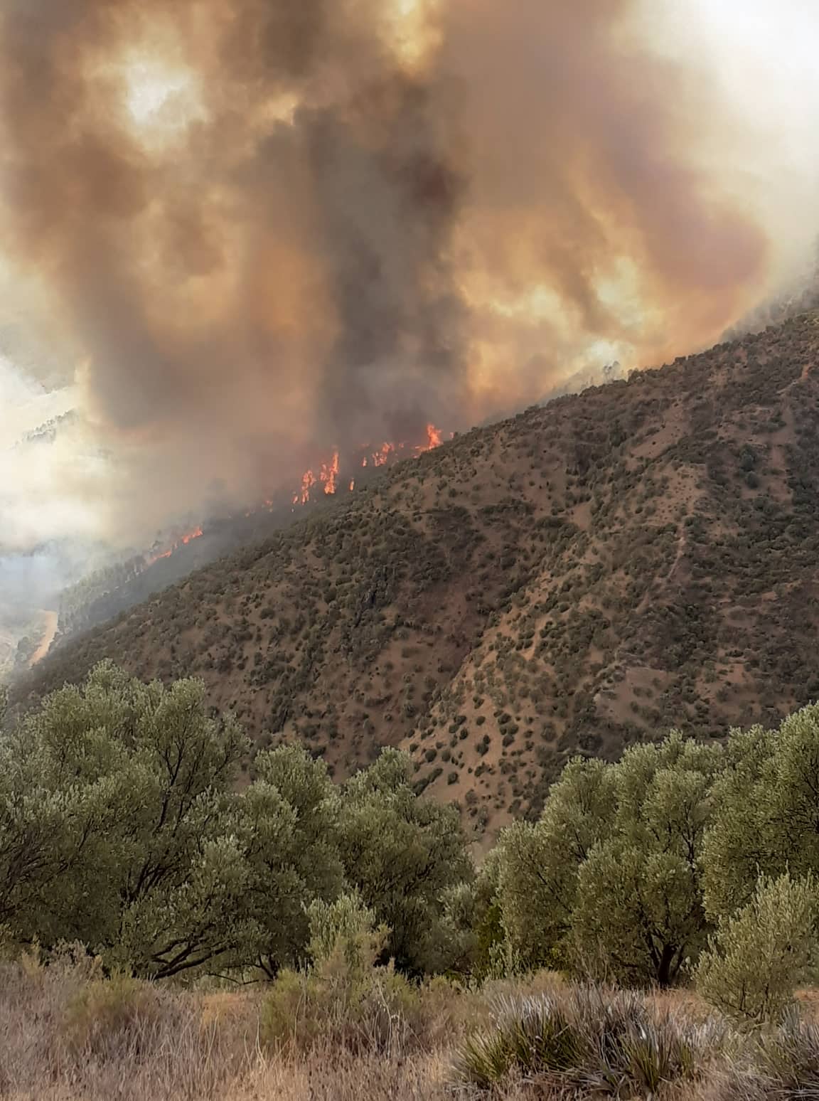 حريق مهول بتاونات يلتهم أشجار الزيتون والساكنة تأمل وصول طائرات الإطفاء