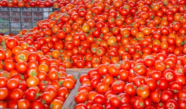 جماعة آيت ملول تستعد لتفويت أكبر سوق للطماطم بالمغرب للخواص