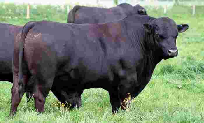 عاجل/ الحكومة توقف رسوم استيراد الأبقار الأليفة لمواجهة ندرة المياه