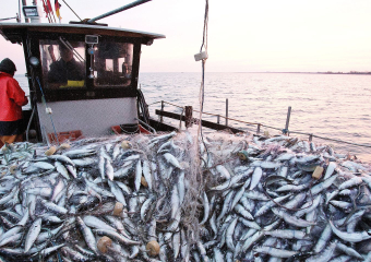 انخفاض كمية مفرغات الصيد البحري بموانئ الواجهة المتوسطية