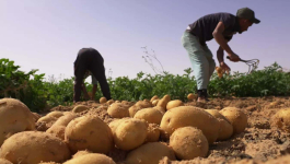 السكوري: 100 ألف طلب تشغيل غير ملبّى والفلاحة تواجه خصاص اليد العاملة