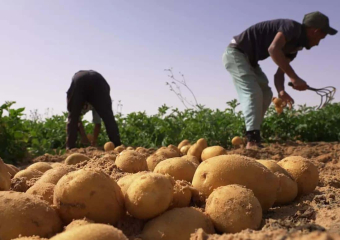 السكوري: 100 ألف طلب تشغيل غير ملبّى والفلاحة تواجه خصاص اليد العاملة