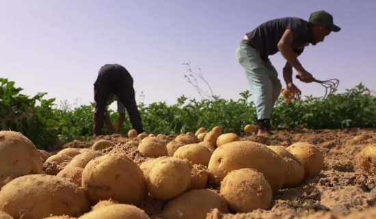 السكوري: 100 ألف طلب تشغيل غير ملبّى والفلاحة تواجه خصاص اليد العاملة