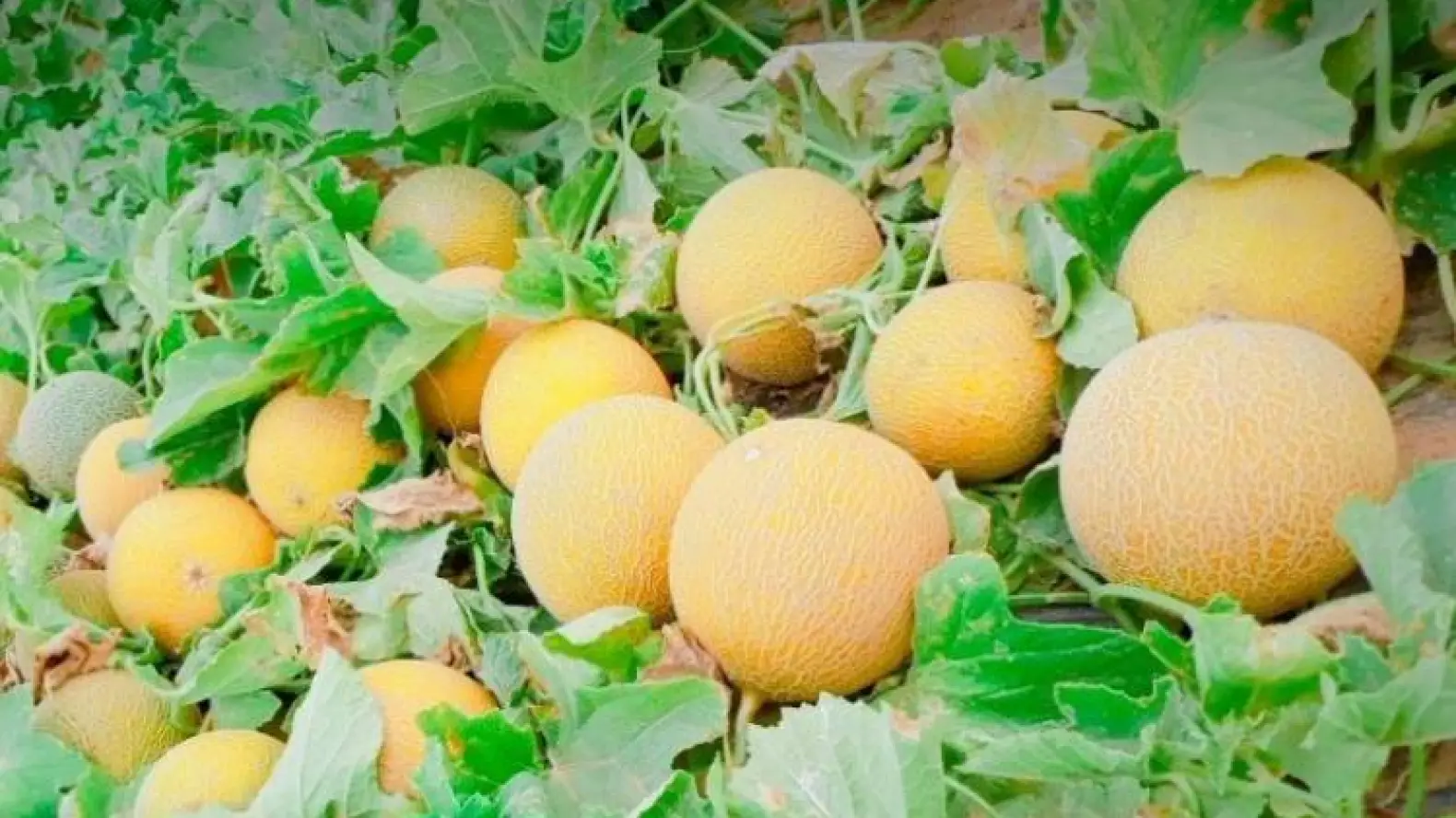 عامل إقليم كلميم يمنع زراعة البطيخ الأحمر والأصفر للحفاظ على الفرشة المائية