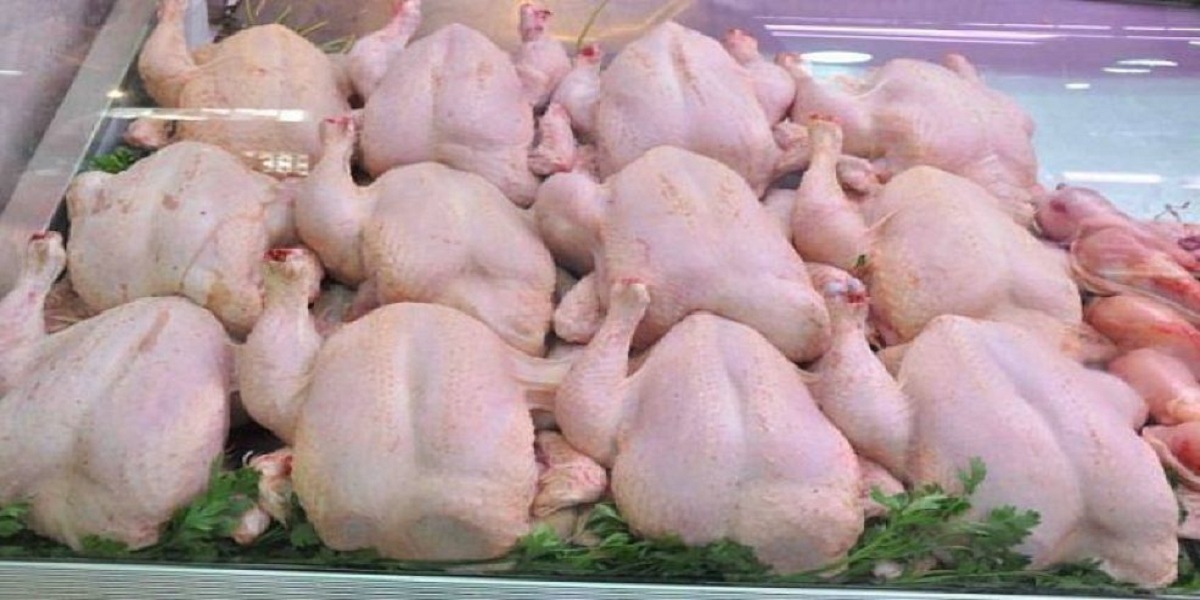 منتجو الدواجن يدينون ترويج فيديو الدجاج الميت ويؤكدون: عملية البيع تخضع لمراقبة صارمة