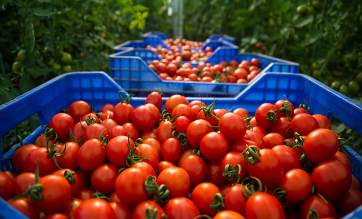 منع تصدير الطماطم المغربية لإفريقيا يخلف جدلا ومخاوف من استغلال الجزائر للوضع