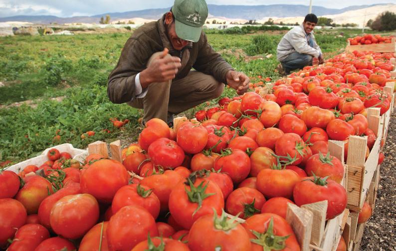 بعد حظر تصدير الطماطم.. المغرب يشدد المراقبة على الصادرات نحو أوروبا