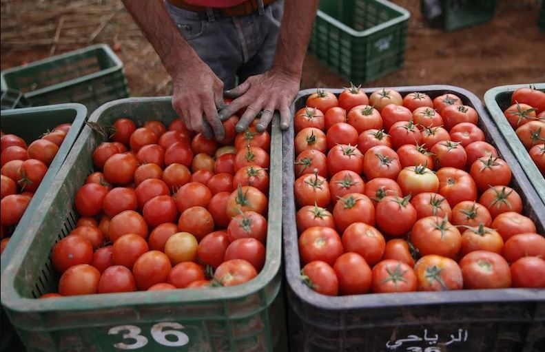 مصدرو الطماطم إلى إفريقيا يعلنون توقيف نشاطهم احتجاجا على المنع والتفتيش العشوائي